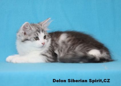 Delon Siberian Spirit