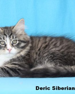 Deric Deric Siberian Spirit