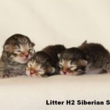 H Siberian Spirit CZ